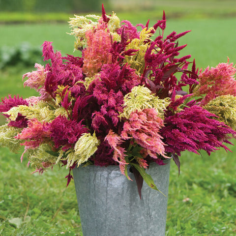 Celosia 'Pampas Plume' (6-Pack)
