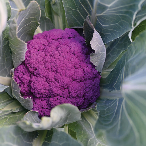 Cauliflower 'Purple Moon' (6-Pack)