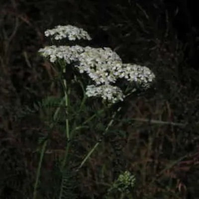 Herb - White Yarrow (4" Pot)