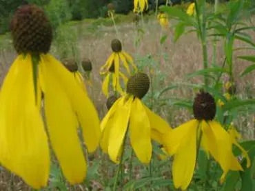 Coneflower 'Yellow Prairie' (4" Pot)