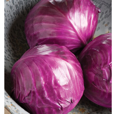 Cabbage 'Omero' (6-Pack)