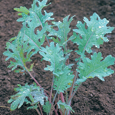 Kale 'Red Russian' (6-Pack)