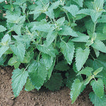 Herb - Catnip (4" Pot)