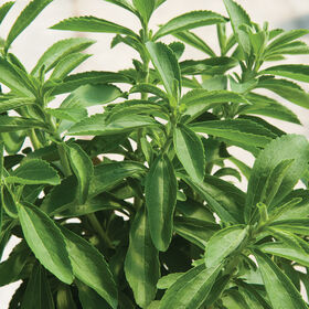 Herb - Stevia (4" Pot)