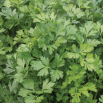 Herb - Italian Flat Leaf Parsley