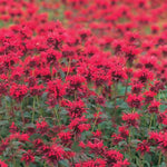 Bee Balm 'Panorama Red Shades' (4" Pot)