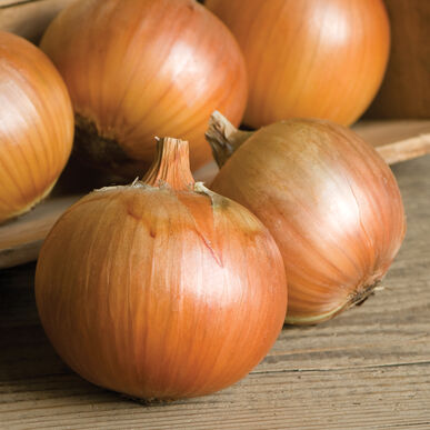 Onions 'Patterson' (6-Pack)