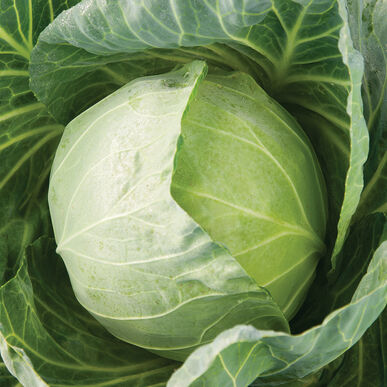 Cabbage 'Primo Vantage' (6-Pack)