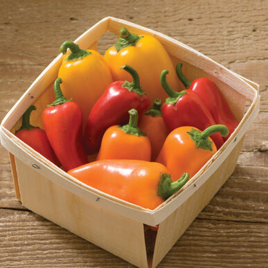 Pepper (Sweet Snacking) (6-Pack)