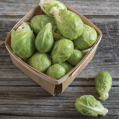Brussels Sprouts 'Silvia' (6-Pack)