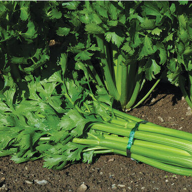 Celery 'Kelvin' (6-Pack)