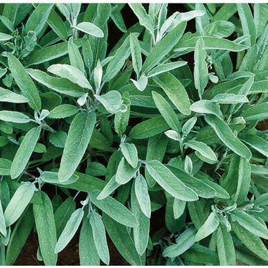 Herb - Sage Common (4" Pot)