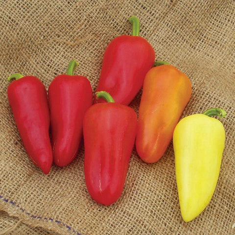 Pepper (Chile or Chili) 'Mariachi'