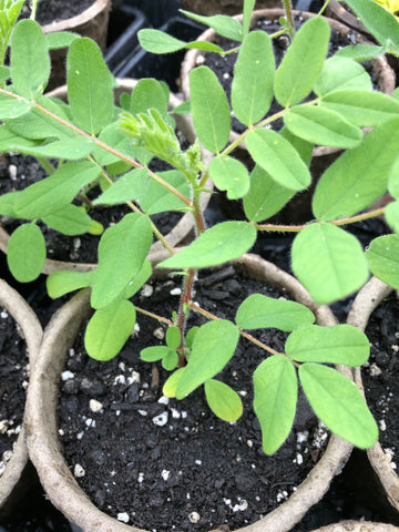 Herb - Astragalus (4"Pot)