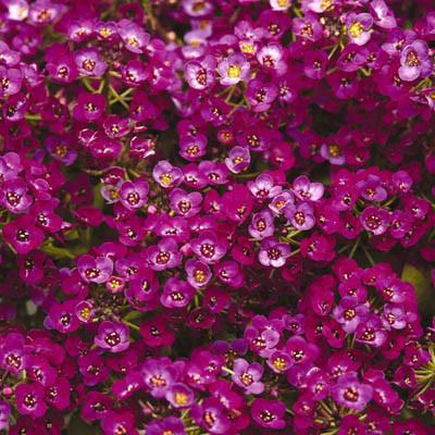 Alyssum 'Clear Crystals Purple Shades' (6-Pack)