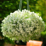 Alyssum 'Clear Crystals White' (6-Pack)