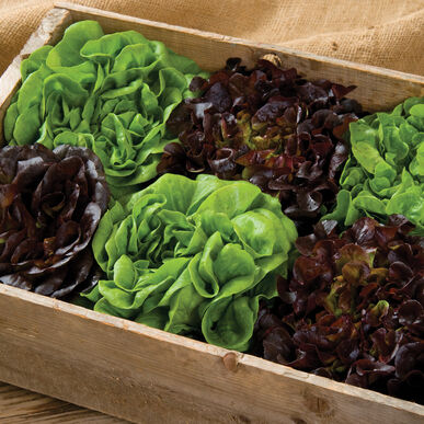 Lettuce- Cut and Come Again Salad Mix (6-Pack)