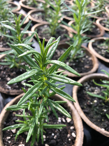 Herb - Rosemary (4" Pot)
