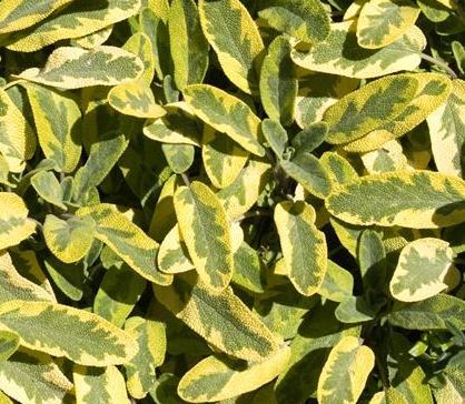 Herb - Sage Golden (4" Pot)