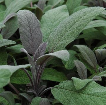 Herb - Sage Purple (4" Pot)