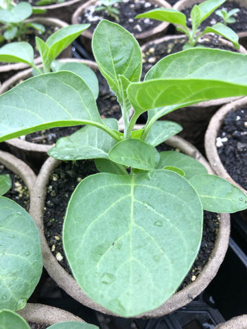 Herb - Ashwagandha (4"Pot)
