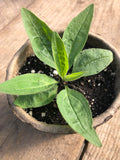 Herb - Arnica (4" Pot)