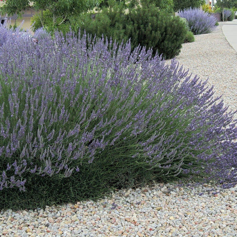 Herb - Lavender 'Grosso' (4" Pot)